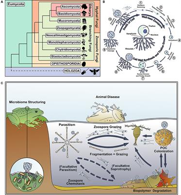 A Call for a Better Understanding of Aquatic Chytrid Biology